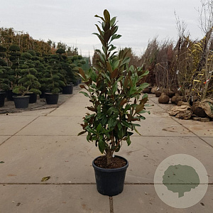 Magnolia grand. 'Galissonnière' 150-175 cm 35L