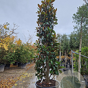 Magnolia grand. 'Galissonnière' 350-400 cm cont. 280L