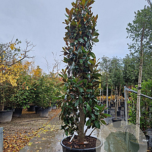 Magnolia grand. 'Galissonnière' 350-400 cm cont. 280L