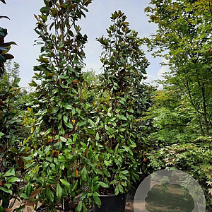 Magnolia grand. 'Galissonnière' 400-450 cm container