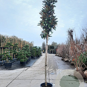 Magnolia grand. 'Galissonnière' 180 cm stam container 14-16