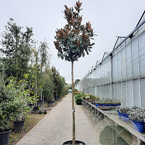 Magnolia grand. 'Galissonnière' 200 cm stam container 14-16 hoge lei