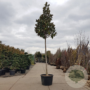 Magnolia grand. 'Galissonnière' 220 cm stam container 20-25