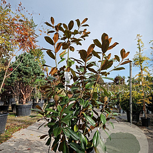 Magnolia grand. 'Goliath' 125-150 cm 18L