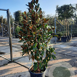 Magnolia grand. 'Goliath' 175-200 cm 35L