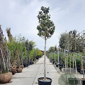 Magnolia grand. 'Goliath' 200 cm stam container 20-25 leiboom