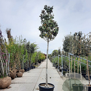 Magnolia grand. 'Goliath' 220 cm stam container 20-25