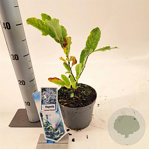 Magnolia loebneri 'Leonard Messel' 50-60 cm 2,0L