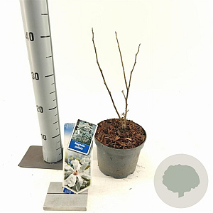 Magnolia stellata 40-50 cm 2,0L