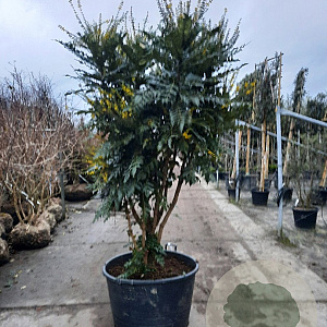 Mahonia media 'Charity' 175-200 cm container meerstammig