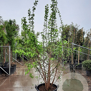 Morus alba 250-300 cm container meerstammig