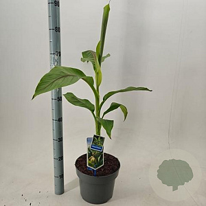 Musa basjoo 60-80 cm 5,0L