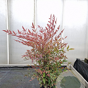 Nandina domestica 60-70 cm 10L