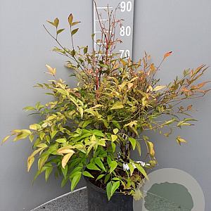 Nandina domestica 60-70 cm 10L