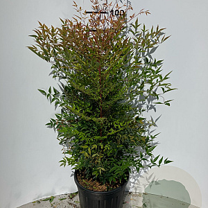 Nandina domestica 80-100 cm 2,5L