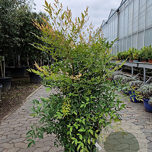 Nandina domestica 100-125 cm 25L