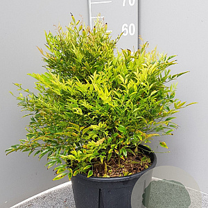 Nandina d. 'Moon Bay' 30-40 cm 9L