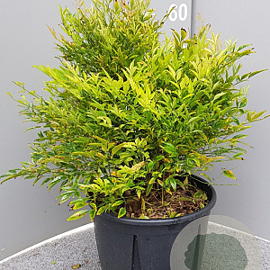 Nandina d. 'Moon Bay' 30-40 cm 9L