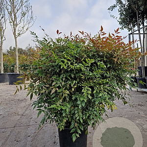 Nandina d. Obsessed 80-100 cm 18L