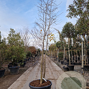 Nyssa sylvatica 250-300 cm cont. 130L meerstammig