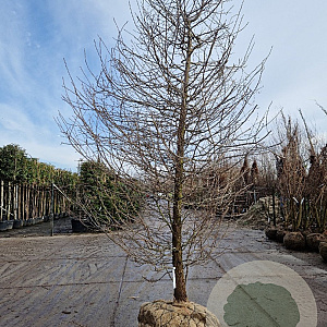 Nyssa sylvatica 350-400 cm container solitair 2-3 tak