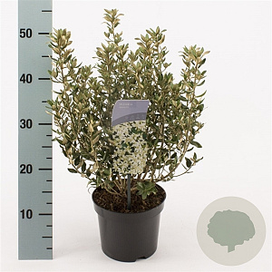 Olearia haastii 25-30 cm 2,0L