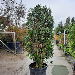 Osmanthus fragrans aurantiacus 175-200 cm container meerstammig