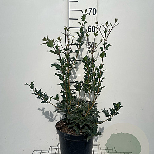 Osmanthus heterophyllus 60-80 cm 7,5L