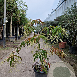 Oxydendrum arboreum 100-125 cm 20L