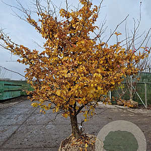 Parrotia persica 250-300 cm draadkluit meerstammig 175-200 diameter