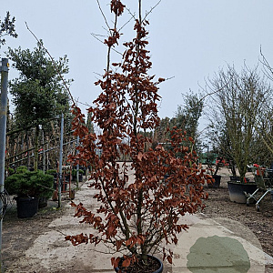 Parrotia persica 250-300 cm container meerstammig