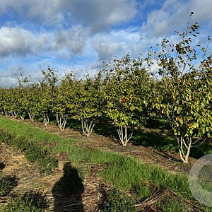 Parrotia persica 250-300 cm container meerstammig