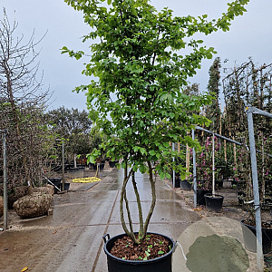Parrotia persica 250-300 cm cont. 160L meerstammig