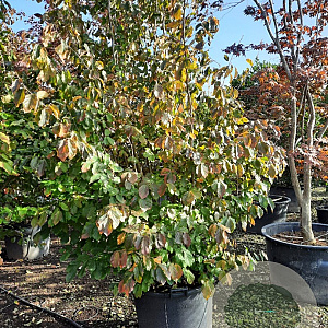 Parrotia persica 300-350 cm container solitair meerstammig