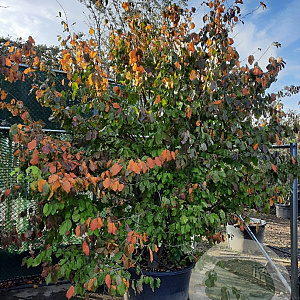 Parrotia persica 300-350 cm container solitair meerstammig