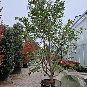 Parrotia persica 350-400 cm container meerstammig