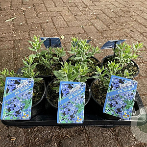 Perovskia atripl. 'Little Spire' 20-25 cm 2,0L
