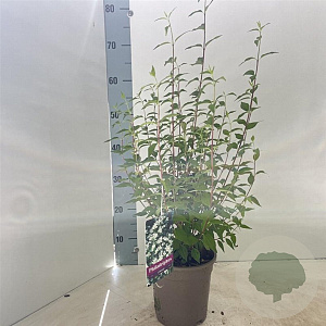Philadelphus 'Lemoinei' 30-40 cm 2,0L