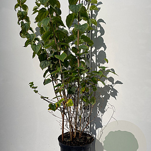Philadelphus 'Virginal' 100-125 cm 7,5L solitair
