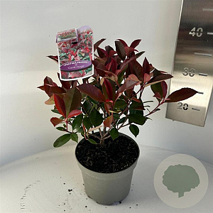 Photinia fraseri Carré Rouge 25-30 cm 2,0L
