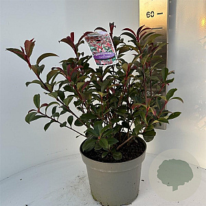 Photinia fraseri Carré Rouge 50-60 cm 5,0L