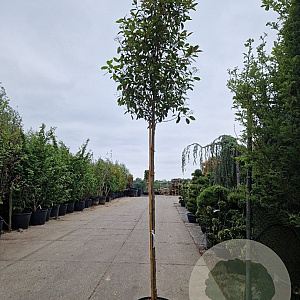 Photinia fraseri 'Red Robin' 200 cm stam 35L 12-14