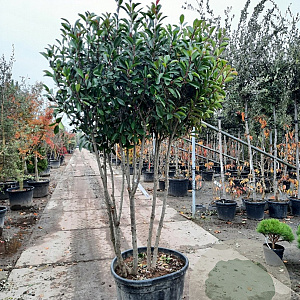 Photinia fraseri 'Red Robin' 175-200 cm cont. 130L paraplu