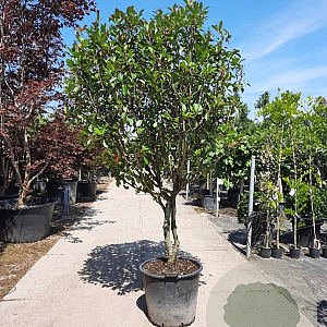 Photinia fraseri 'Red Robin' 200-250 cm container 80 stam