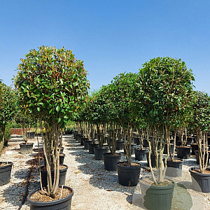 Photinia fraseri 'Red Robin' 200-250 cm container 80 stam