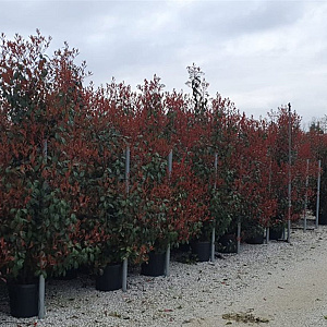 Photinia fraseri 'Red Robin' 250-300 cm 45L