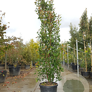 Photinia fraseri 'Red Robin' 275-300 cm 50L