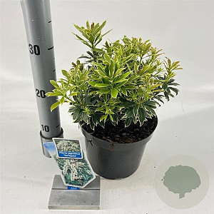 Pieris jap. 'Variegata' 20-25 cm 3,0L