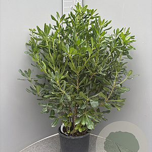 Pittosporum tobira 70-90 cm 10L