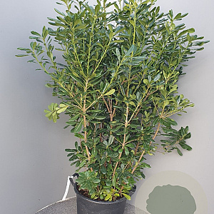 Pittosporum tobira 125-150 cm 30L